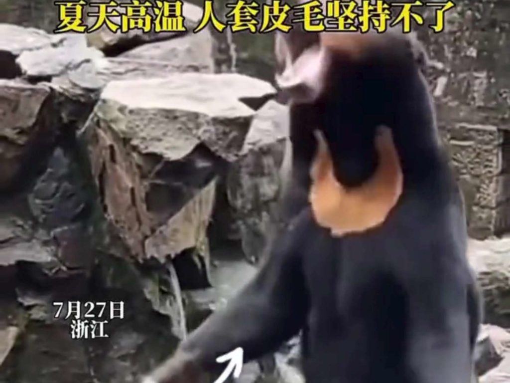 Cina zoo sotto accusa falsi animali