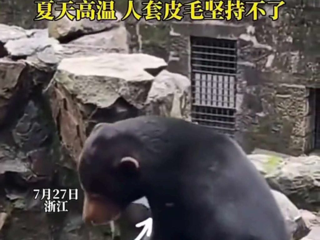 Cina zoo sotto accusa falsi animali