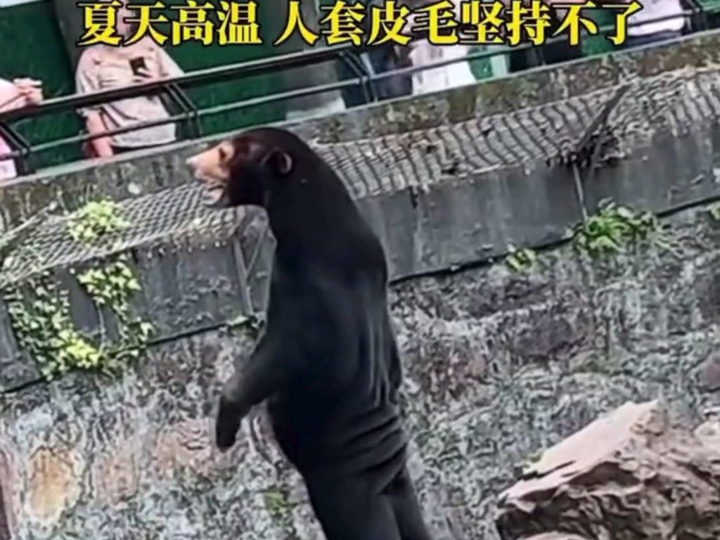 Cina zoo sotto accusa falsi animali