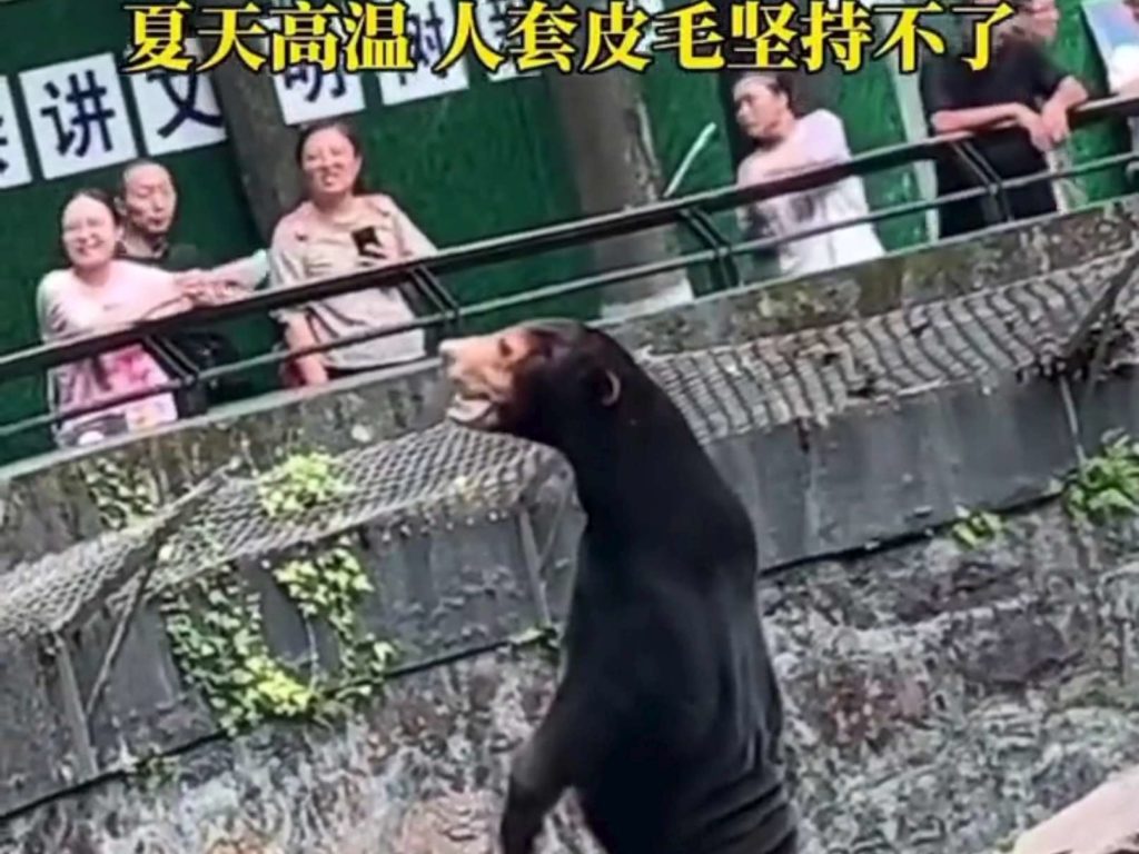 Cina zoo sotto accusa falsi animali