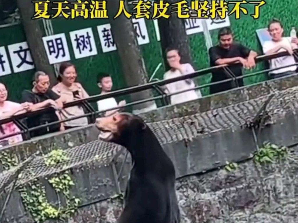 Cina zoo sotto accusa falsi animali