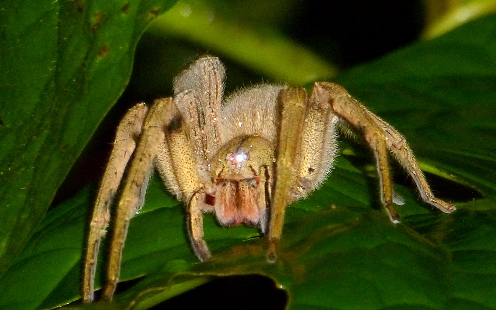 ragno Phoneutria