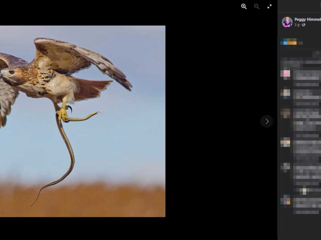 Donna attaccata da serpente piovuto dal cielo e poi da un falco: braccio maciullato