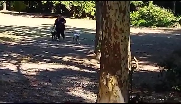 Ritrovato a Livorno Weiss il pittbull sordo, il commovente incontro coi padroni