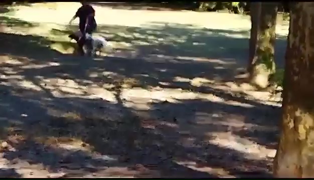 Ritrovato a Livorno Weiss il pittbull sordo, il commovente incontro coi padroni