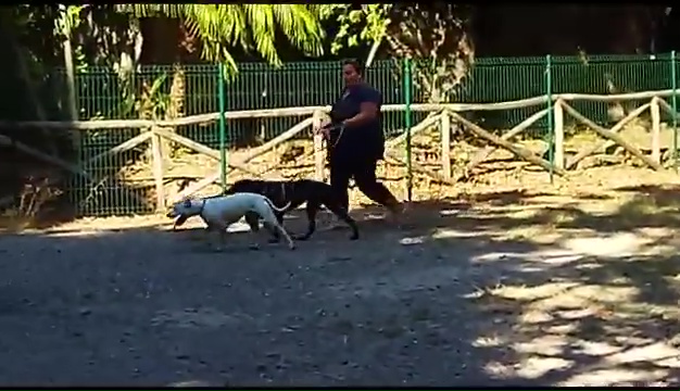 Ritrovato a Livorno Weiss il pittbull sordo, il commovente incontro coi padroni