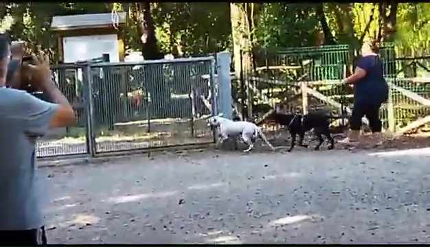 Ritrovato a Livorno Weiss il pittbull sordo, il commovente incontro coi padroni