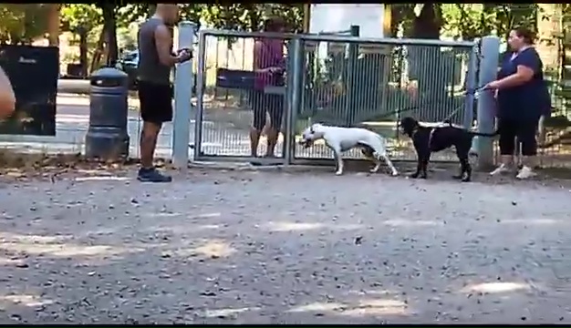 Ritrovato a Livorno Weiss il pittbull sordo, il commovente incontro coi padroni