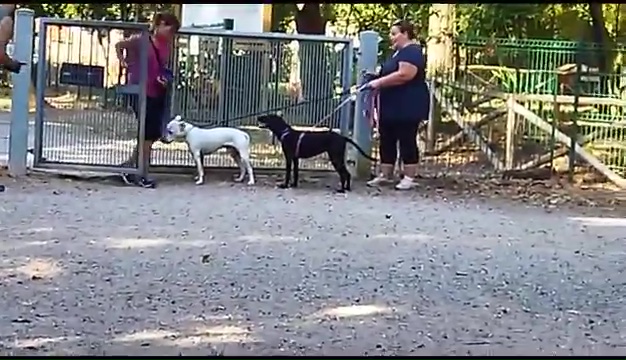 Ritrovato a Livorno Weiss il pittbull sordo, il commovente incontro coi padroni
