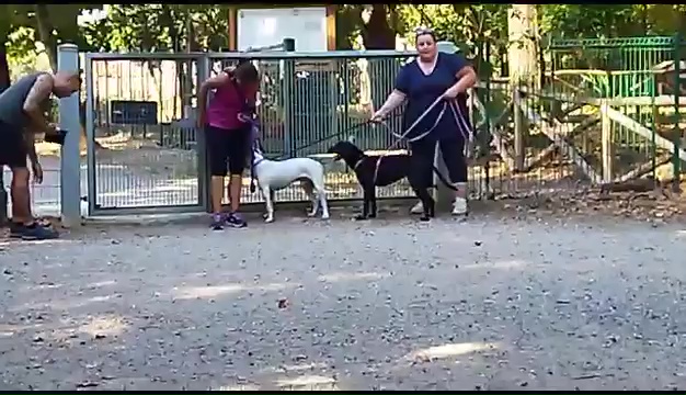 Ritrovato a Livorno Weiss il pittbull sordo, il commovente incontro coi padroni