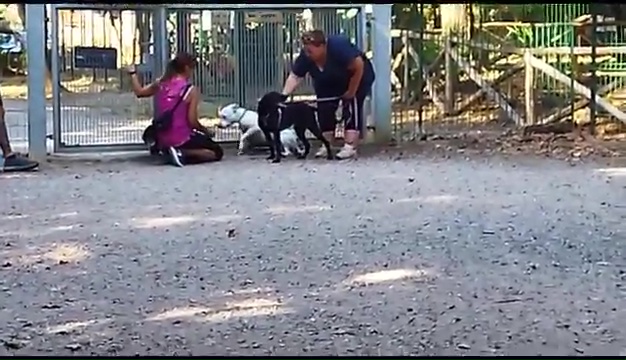 Ritrovato a Livorno Weiss il pittbull sordo, il commovente incontro coi padroni