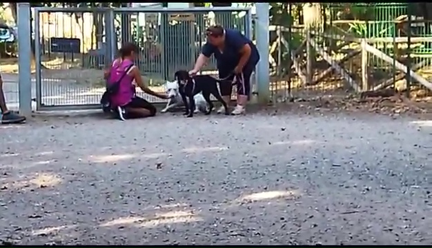 Ritrovato a Livorno Weiss il pittbull sordo, il commovente incontro coi padroni