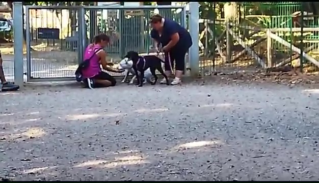 Ritrovato a Livorno Weiss il pittbull sordo, il commovente incontro coi padroni