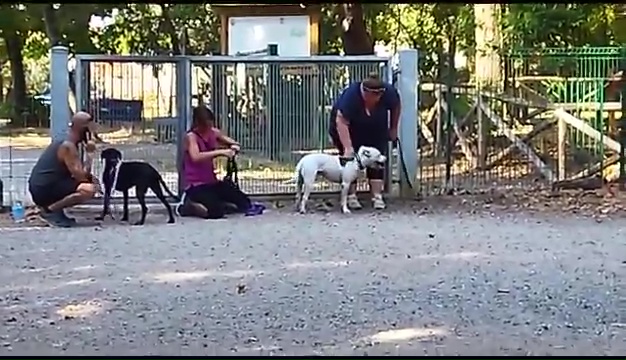 Ritrovato a Livorno Weiss il pittbull sordo, il commovente incontro coi padroni