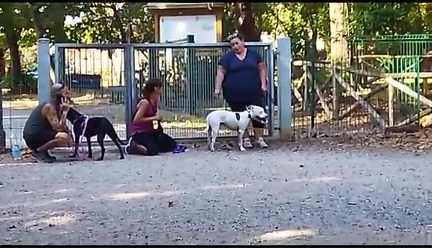 Ritrovato a Livorno Weiss il pittbull sordo, il commovente incontro coi padroni