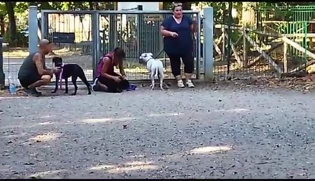 Ritrovato a Livorno Weiss il pittbull sordo, il commovente incontro coi padroni