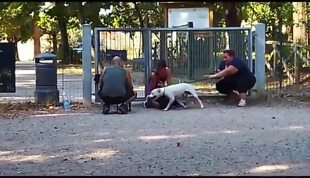 Ritrovato a Livorno Weiss il pittbull sordo, il commovente incontro coi padroni