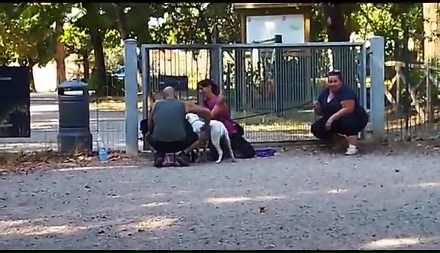Ritrovato a Livorno Weiss il pittbull sordo, il commovente incontro coi padroni