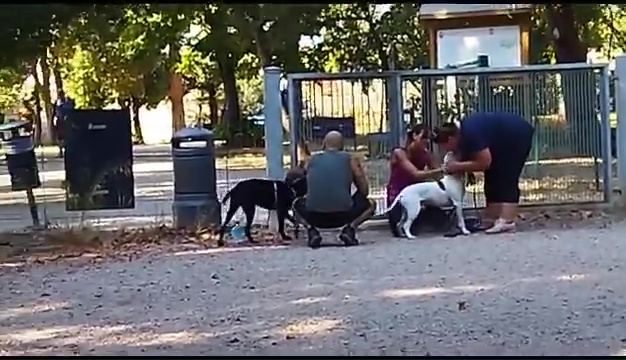 Ritrovato a Livorno Weiss il pittbull sordo, il commovente incontro coi padroni