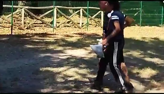 Ritrovato a Livorno Weiss il pittbull sordo, il commovente incontro coi padroni