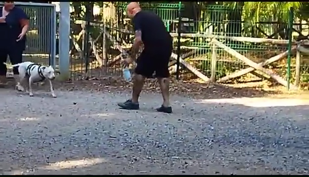 Ritrovato a Livorno Weiss il pittbull sordo, il commovente incontro coi padroni