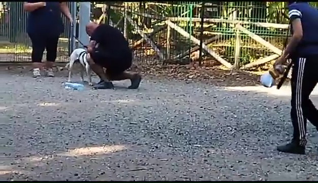 Ritrovato a Livorno Weiss il pittbull sordo, il commovente incontro coi padroni