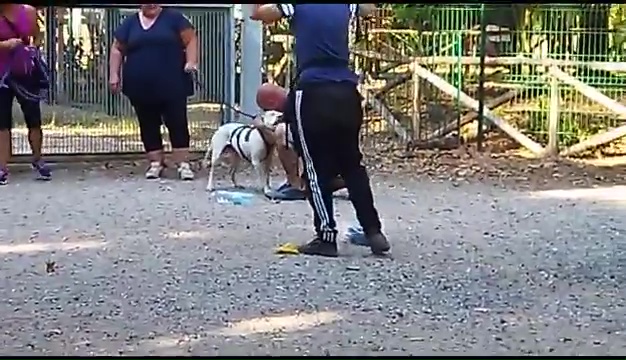 Ritrovato a Livorno Weiss il pittbull sordo, il commovente incontro coi padroni