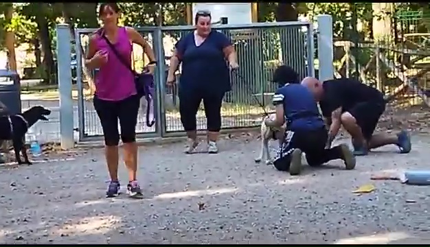 Ritrovato a Livorno Weiss il pittbull sordo, il commovente incontro coi padroni