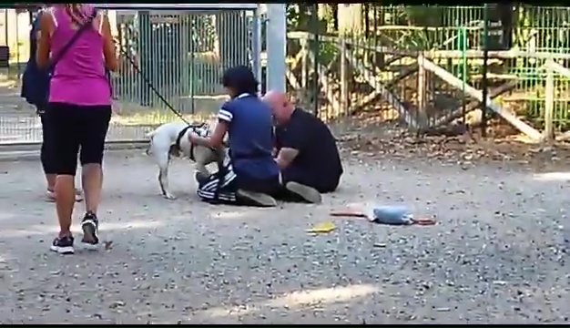 Ritrovato a Livorno Weiss il pittbull sordo, il commovente incontro coi padroni