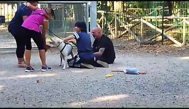 Ritrovato a Livorno Weiss il pittbull sordo, il commovente incontro coi padroni