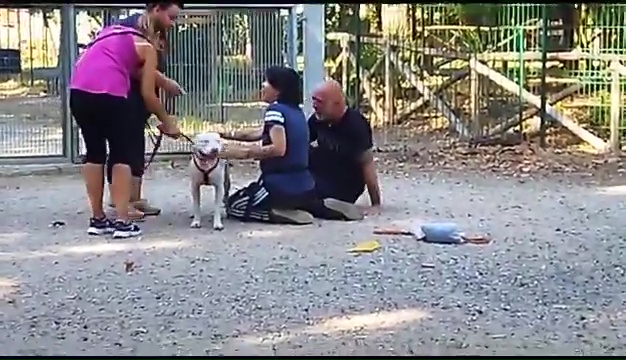Ritrovato a Livorno Weiss il pittbull sordo, il commovente incontro coi padroni
