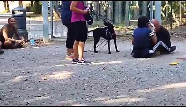 Ritrovato a Livorno Weiss il pittbull sordo, il commovente incontro coi padroni