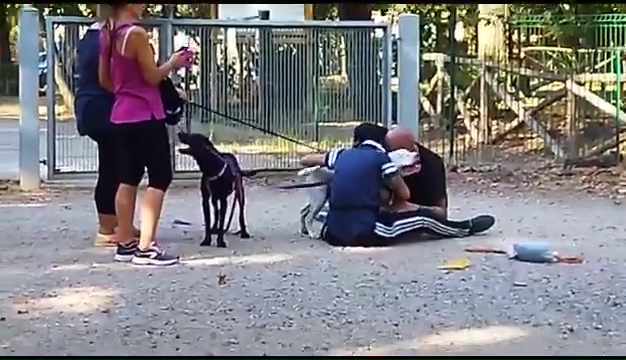 Ritrovato a Livorno Weiss il pittbull sordo, il commovente incontro coi padroni