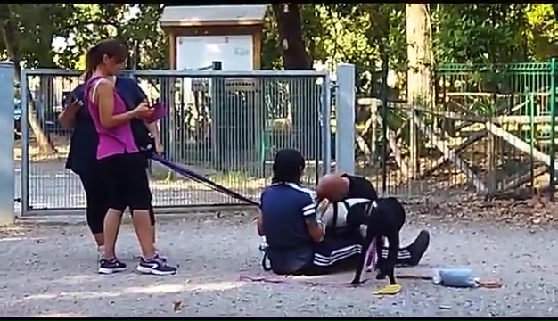 Ritrovato a Livorno Weiss il pittbull sordo, il commovente incontro coi padroni