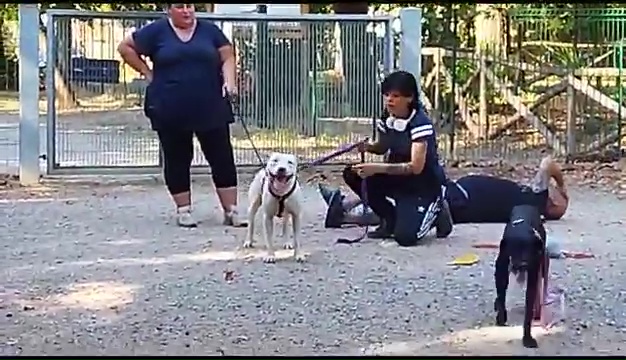 Ritrovato a Livorno Weiss il pittbull sordo, il commovente incontro coi padroni