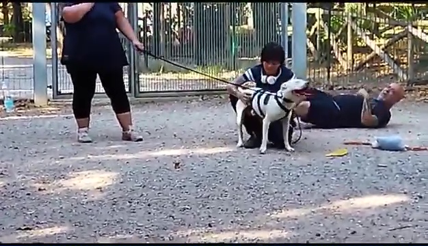 Ritrovato a Livorno Weiss il pittbull sordo, il commovente incontro coi padroni