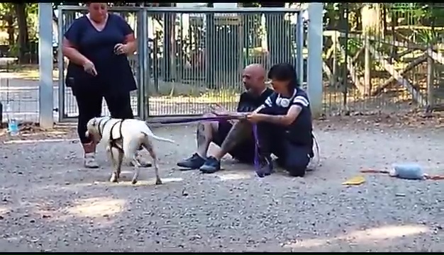 Ritrovato a Livorno Weiss il pittbull sordo, il commovente incontro coi padroni