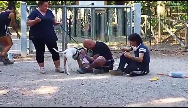 Ritrovato a Livorno Weiss il pittbull sordo, il commovente incontro coi padroni