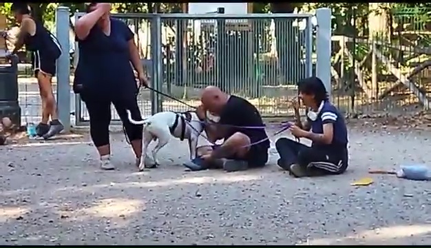 Ritrovato a Livorno Weiss il pittbull sordo, il commovente incontro coi padroni
