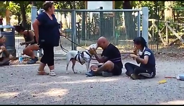 Ritrovato a Livorno Weiss il pittbull sordo, il commovente incontro coi padroni