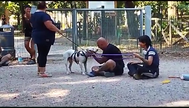 Ritrovato a Livorno Weiss il pittbull sordo, il commovente incontro coi padroni