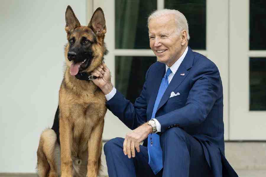 Il cane di Biden morde un agente segreto