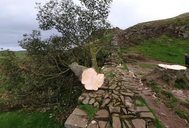 b sotto shock, abbattuto l'albero simbolo Sycamore Gap