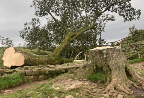 b sotto shock, abbattuto l'albero simbolo Sycamore Gap