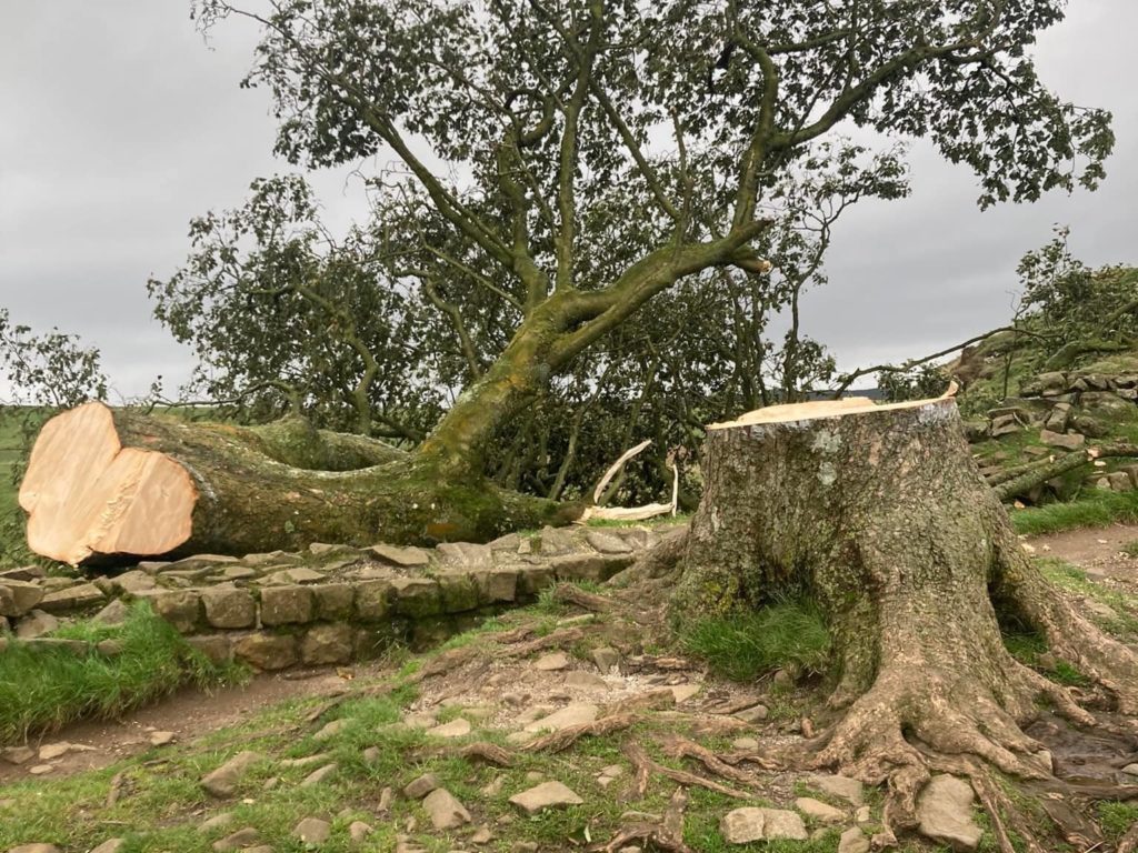b sotto shock, abbattuto l'albero simbolo Sycamore Gap
