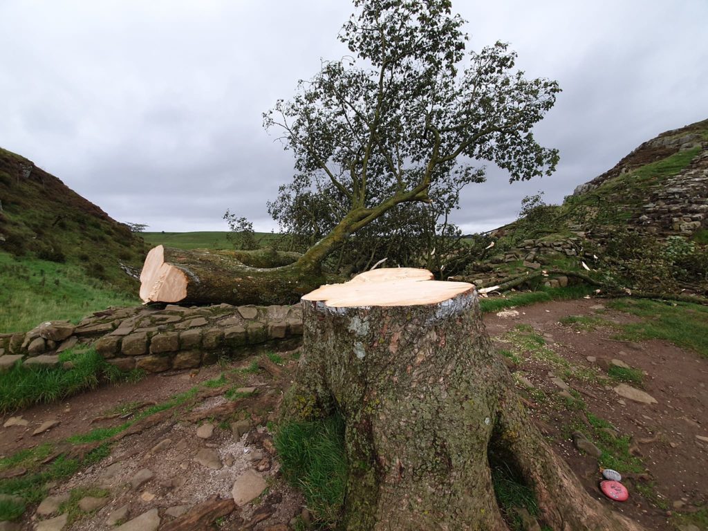 b sotto shock, abbattuto l'albero simbolo Sycamore Gap