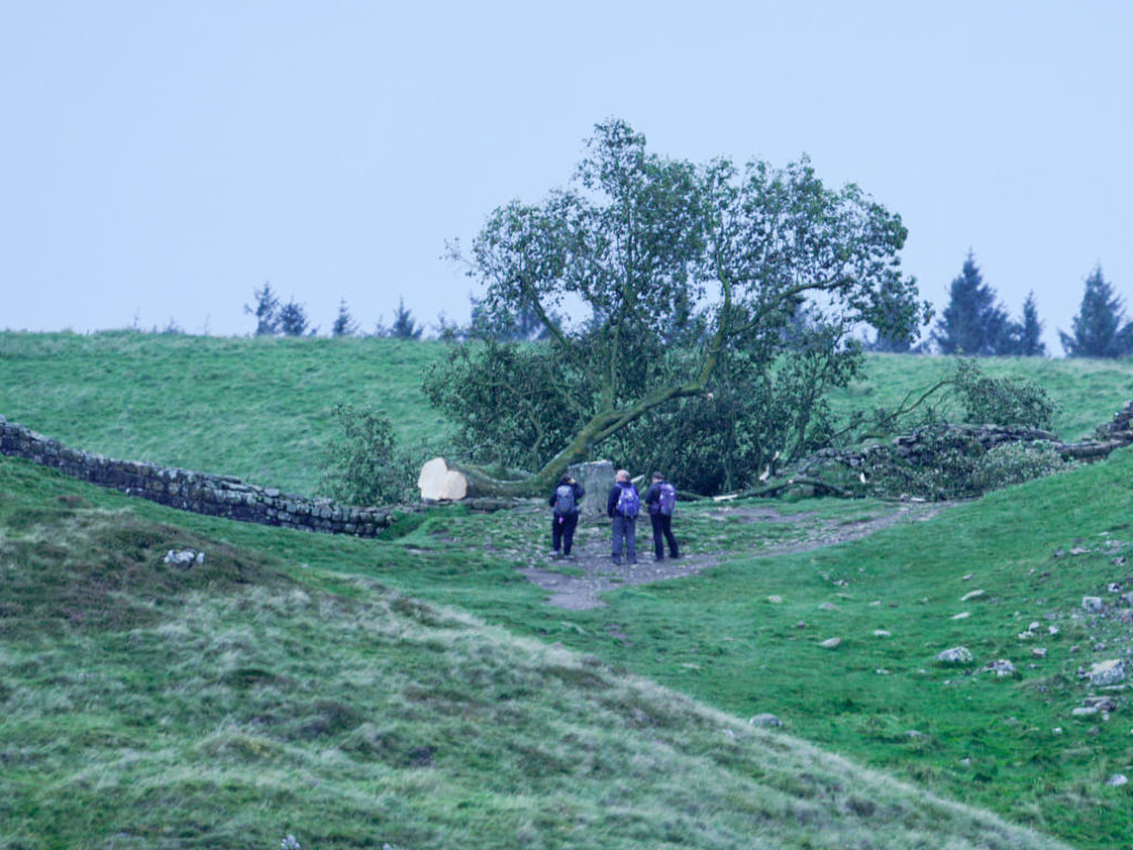 b sotto shock, abbattuto l'albero simbolo Sycamore Gap