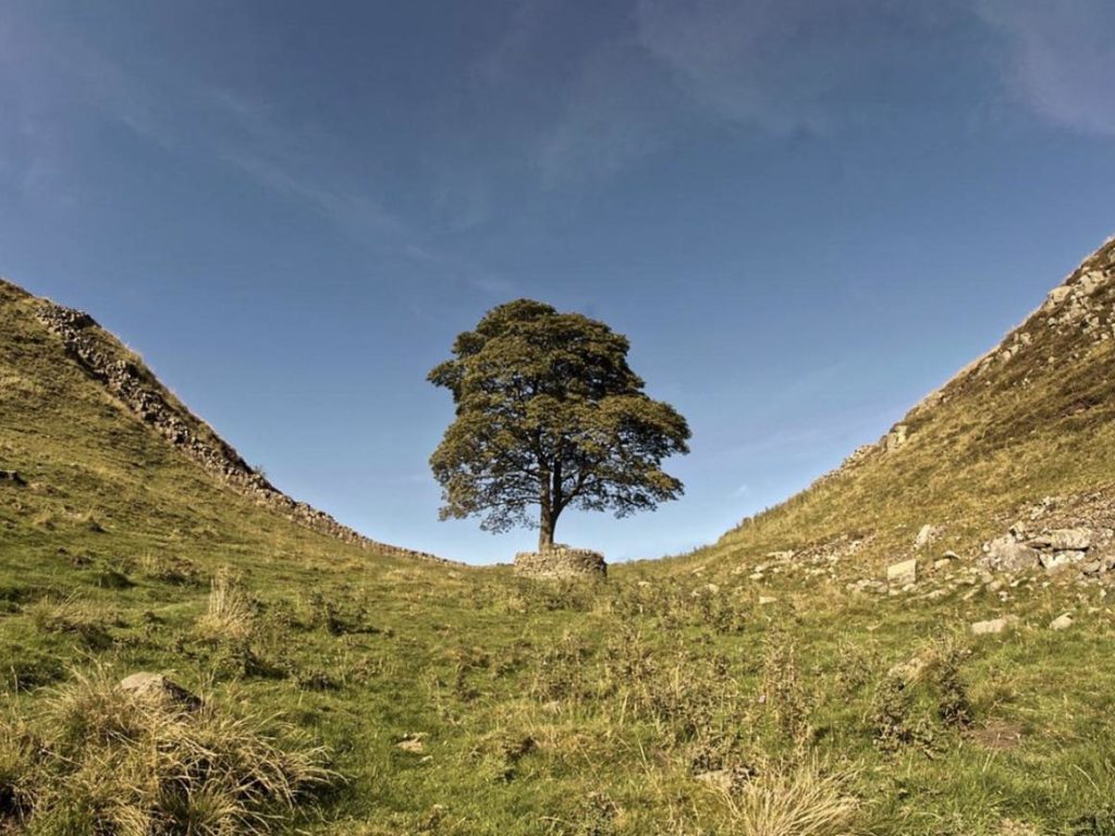 b sotto shock, abbattuto l'albero simbolo Sycamore Gap