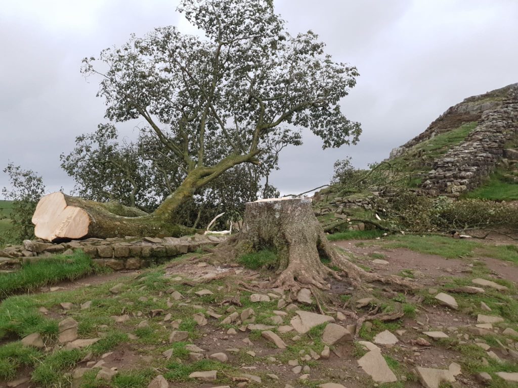 b sotto shock, abbattuto l'albero simbolo Sycamore Gap