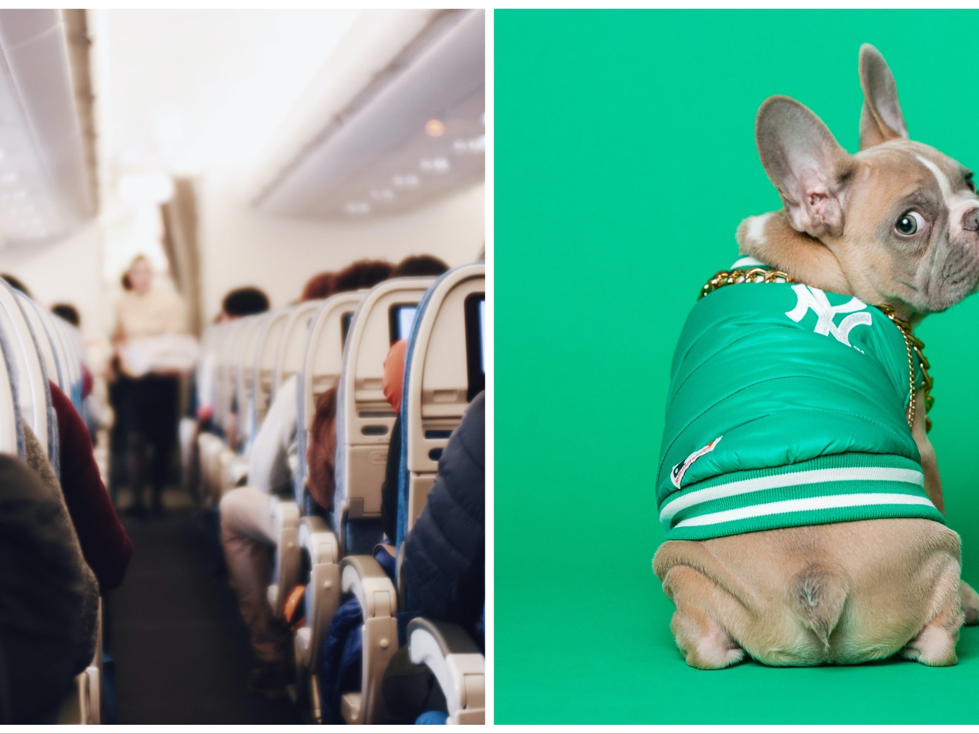 Cane in aereo fa puzzette per 13 ore, una coppia ottiene risarcimento danni